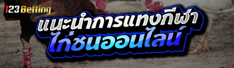 แนะนำการแทงกีฬา ไก่ชนออนไลน์